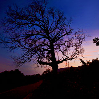 Iris Photography